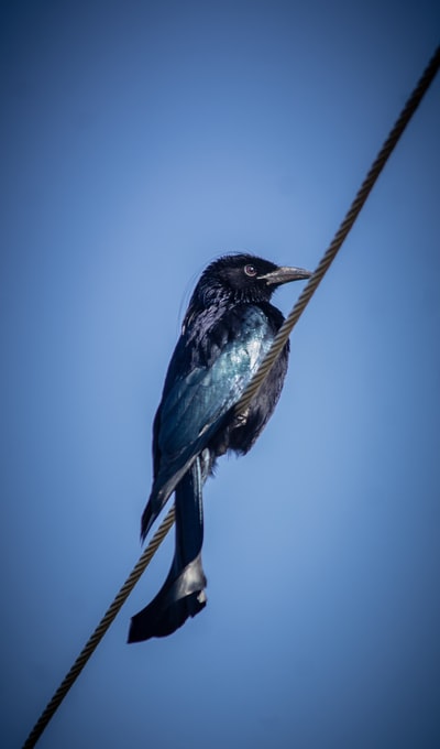 棕色树枝上的黑色和蓝色的鸟